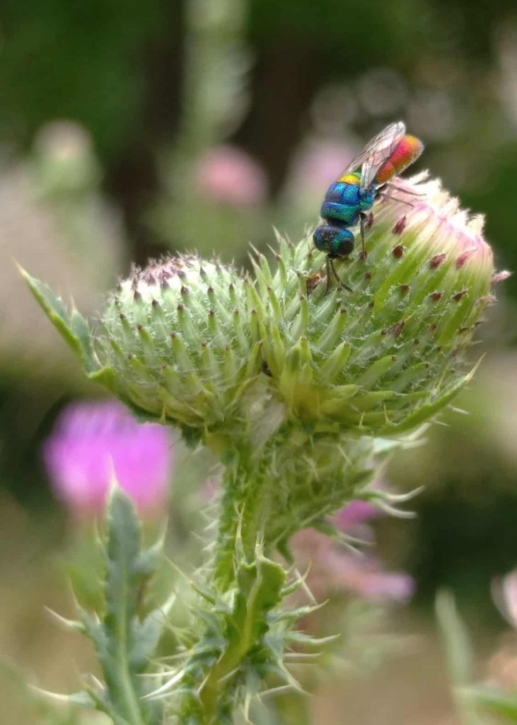 Insect-friendly domestic gardens