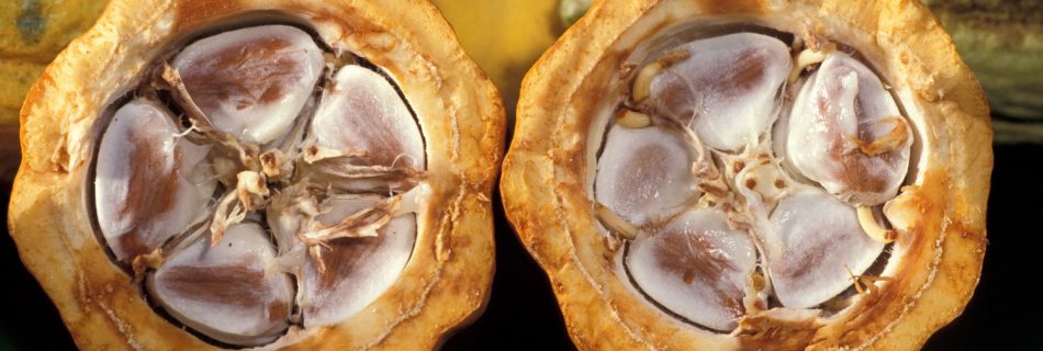 Cocoa beans in a cocoa pod, @Keith Weller