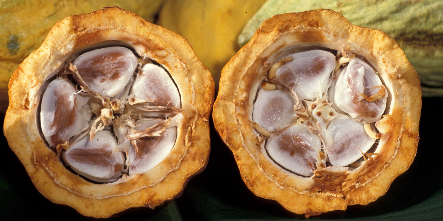 Cocoa beans in a cocoa pod, @Keith Weller
