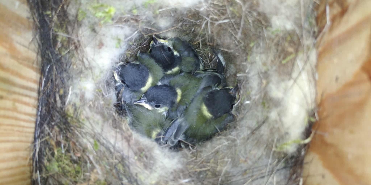 Veterinary insecticide contamination in Great tit (Parus major) nests across urban and forest habitats