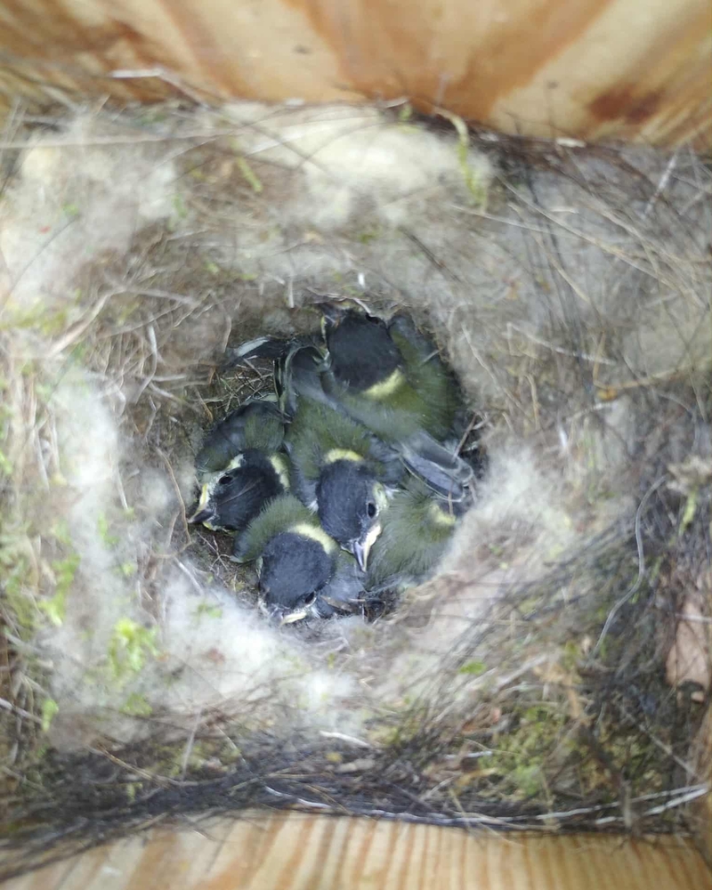 Veterinary insecticide contamination in Great tit (Parus major) nests across urban and forest habitats