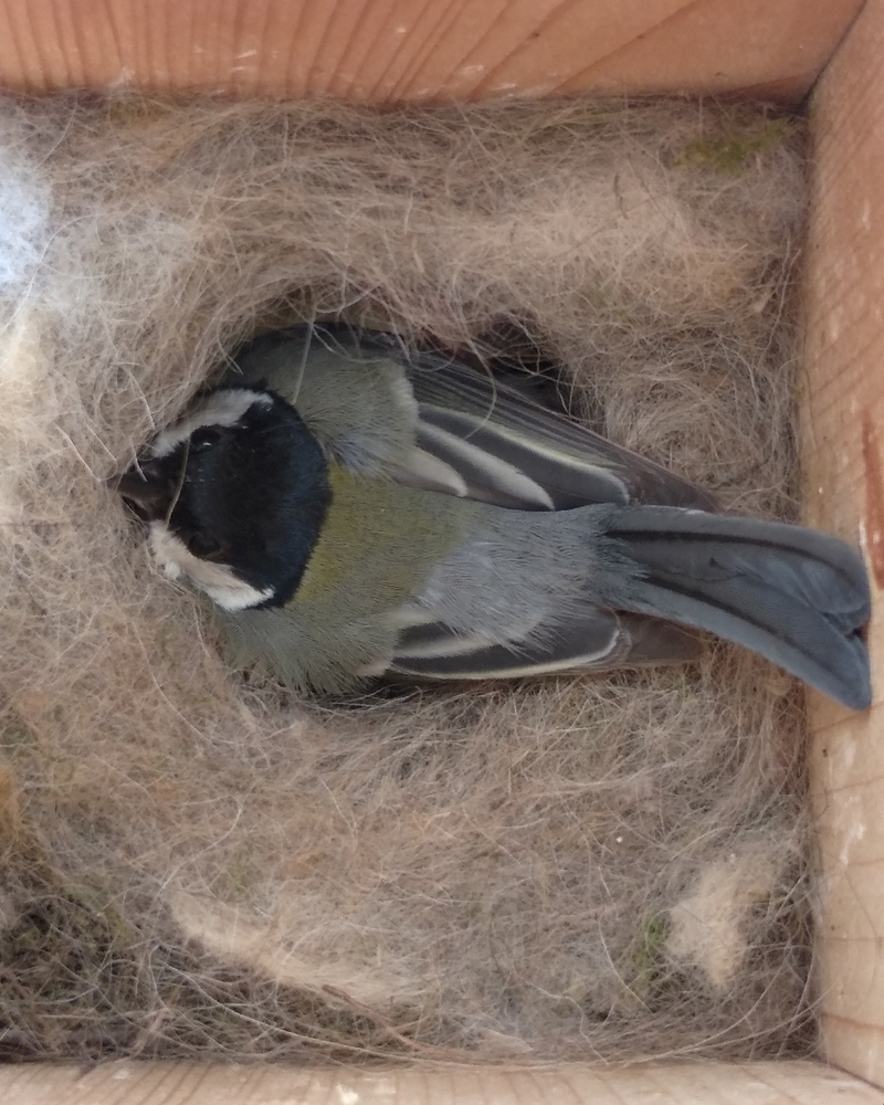 Veterinary insecticide contamination in Great tit (Parus major) nests across urban and forest habitats