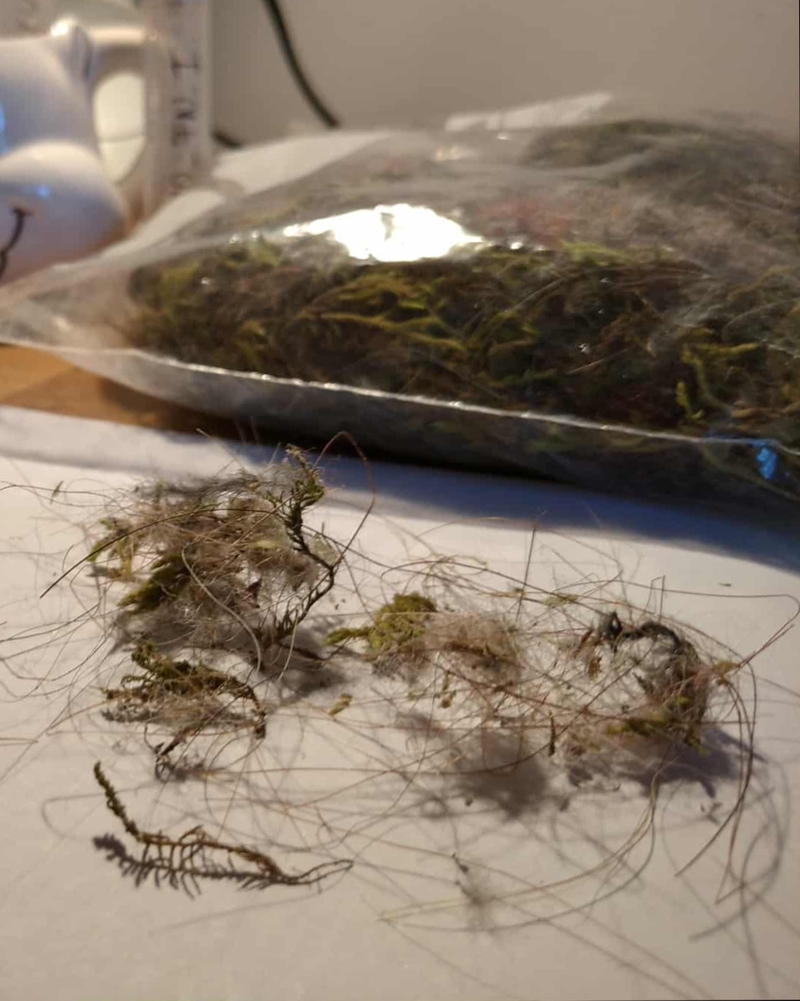 Veterinary insecticide contamination in Great tit (Parus major) nests across urban and forest habitats