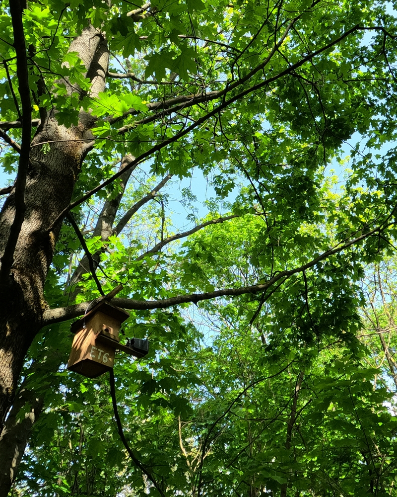 Veterinary insecticide contamination in Great tit (Parus major) nests across urban and forest habitats