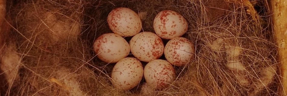Veterinary insecticides in wild bird nests: emerging contaminants in urban and protected forest habitats