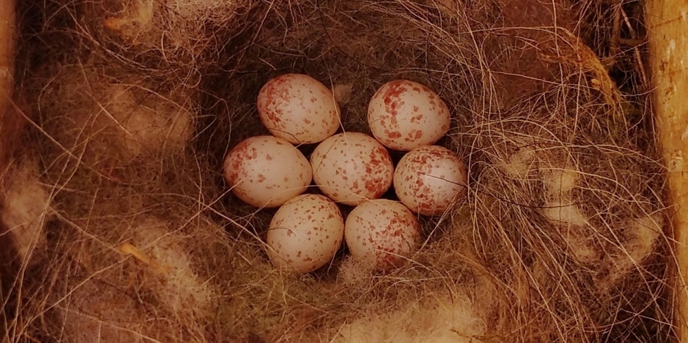 Veterinary insecticides in wild bird nests: emerging contaminants in urban and protected forest habitats