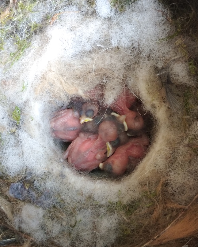 Veterinary insecticides in wild bird nests: emerging contaminants in urban and protected forest habitats