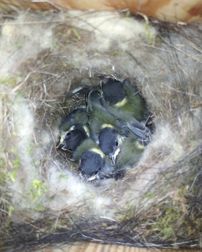 Veterinary insecticides in wild bird nests: emerging contaminants in urban and protected forest habitats