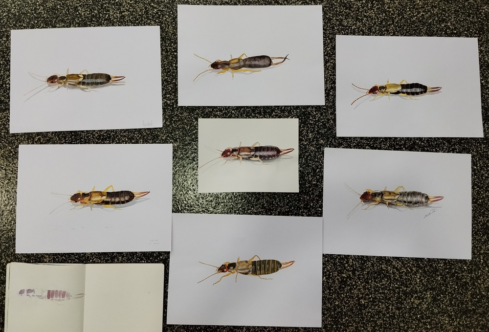Our earwigs illustrations