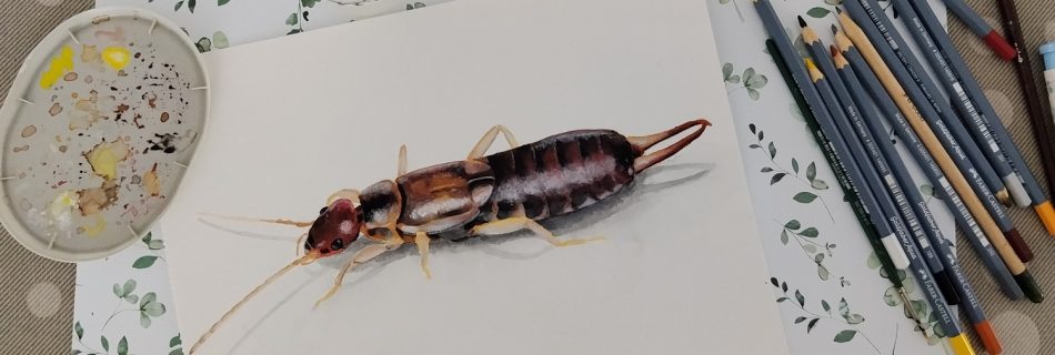 Common earwig illustration (Forficula auricularia)