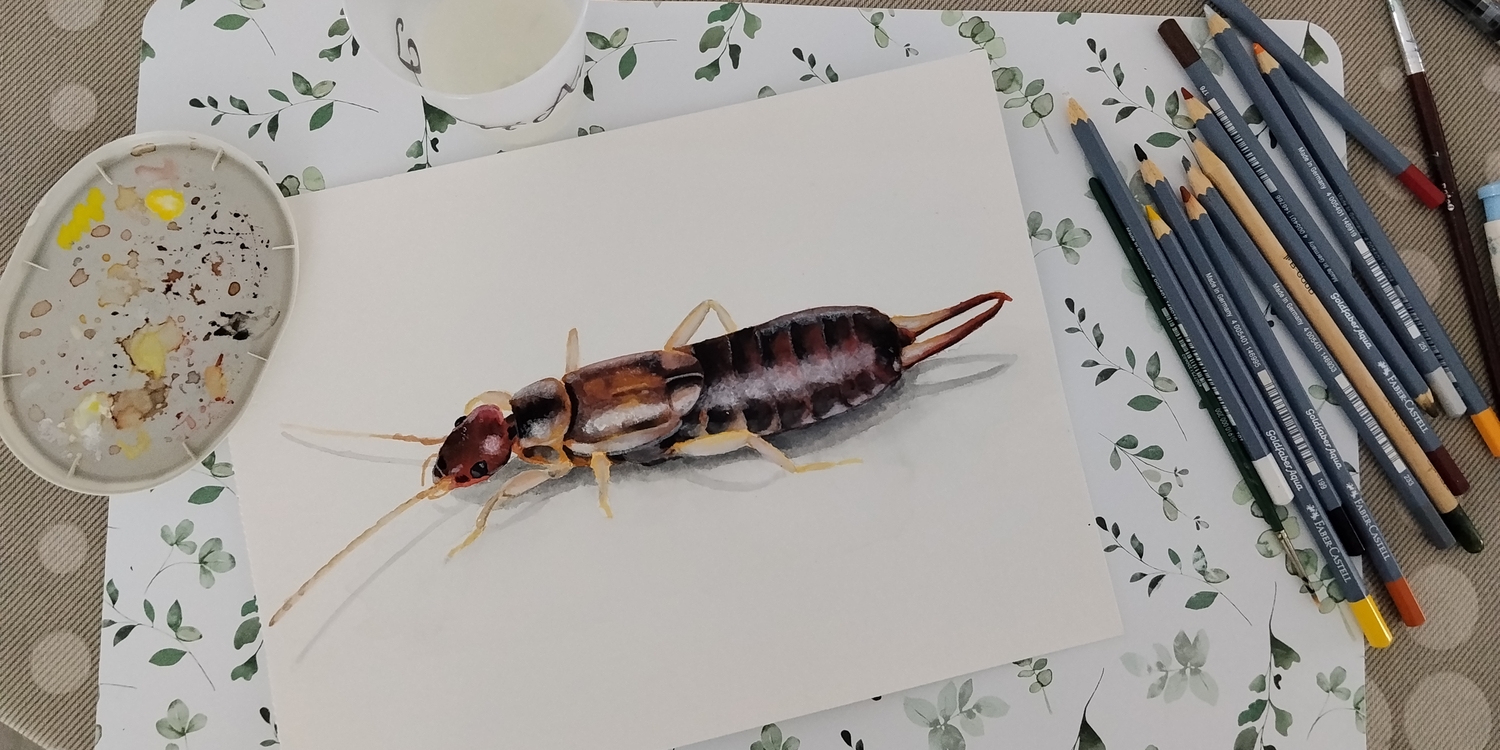 Common earwig illustration (Forficula auricularia)