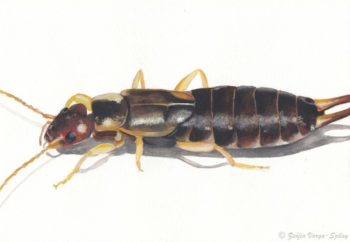 Forficula auricularia