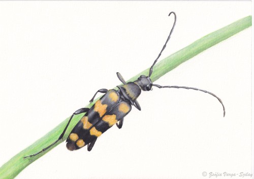 Leptura quadrifasciata