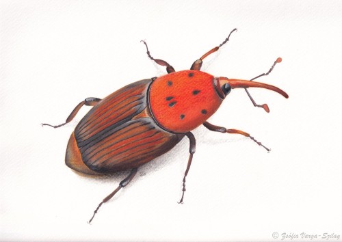 Rhynchophorus ferrugineus