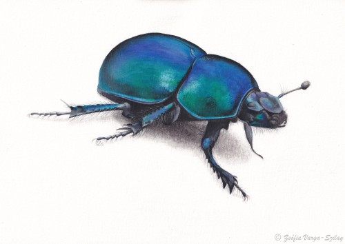 Trypocopris vernalis