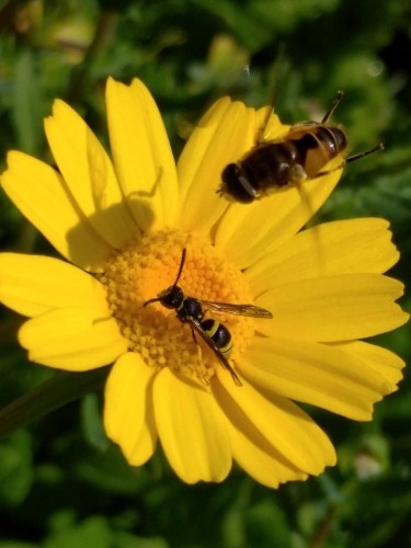 A European tuble wasp (Ancistrocerus gazella) and a dronefly (Eristalis sp.)