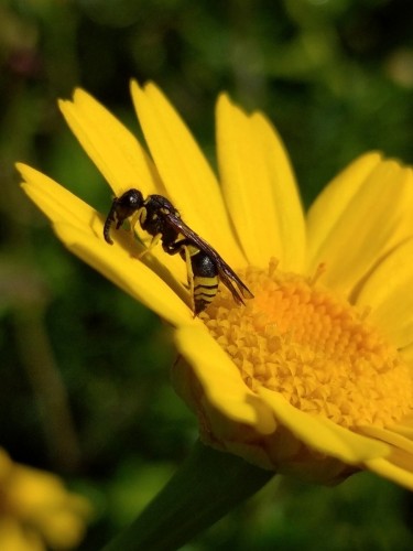 The European tuble wasp (Ancistrocerus gazella)