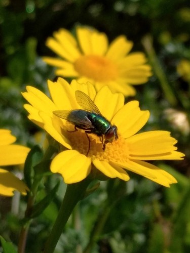 The common European greenbottle fly (Lucilia sericata)