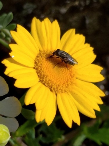 The locust blowfly (Stomorhina lunata)