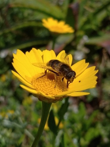 A dronefly (Eristalis sp.)