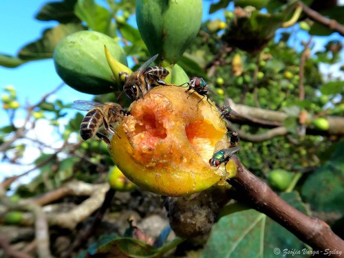 Fig harvest