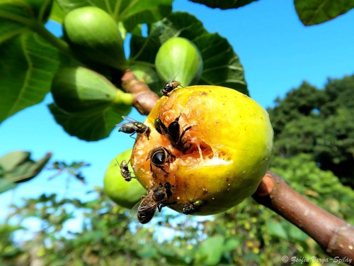 Fig harvest