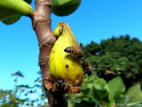 Fig harvest