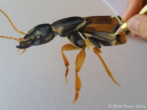 Staphylinus caesareu