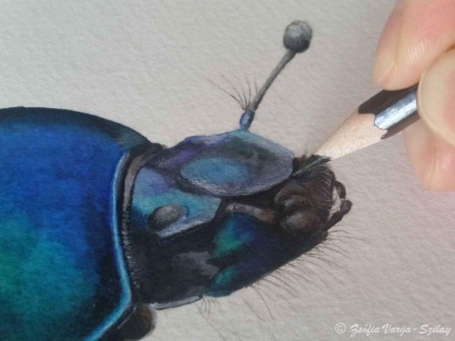 Trypocopris vernalis