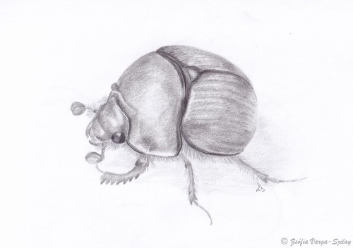 Bolbelasmus unicornis