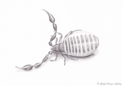 Dactylochelifer latreillii