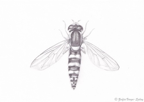 Sphaerophoria scripta