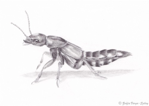 Staphylinus caesareus