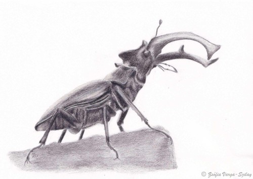 Lucanus cervus