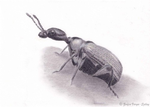 Apoderus coryli