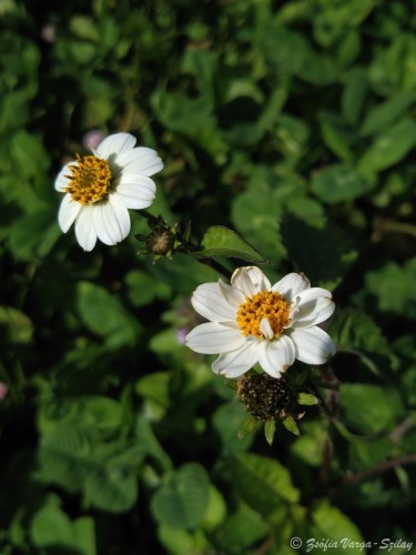 farkasfog (Bidens sp.)