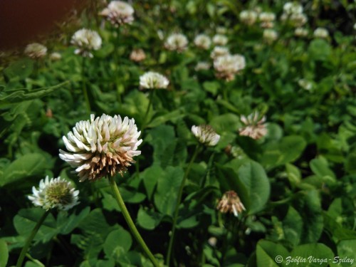 fehér here (Trifolium repens) mező