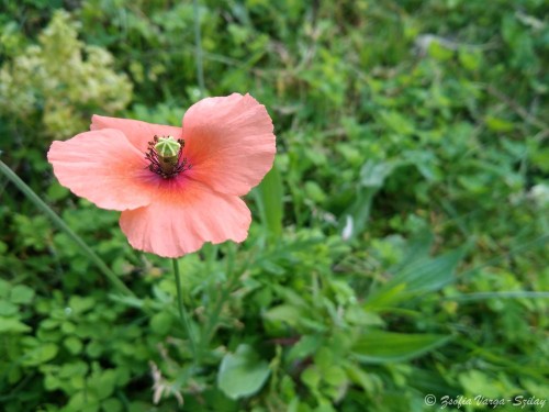 bujdosó mák (Papaver dubium)