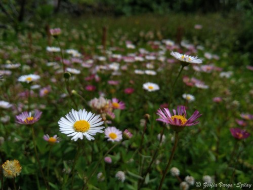tengernyi Erigeron karvinskianus