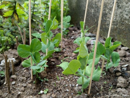 Zöldborsó palánták a konyhakertben