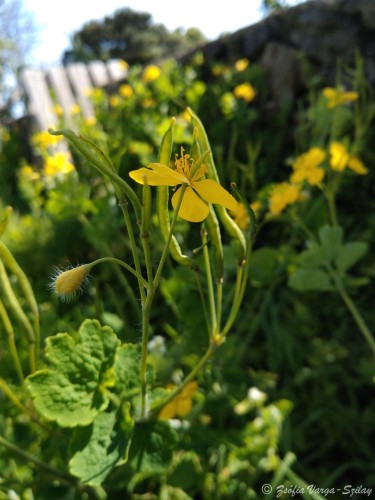 vérehulló fecskefű (Chelidonium majus)