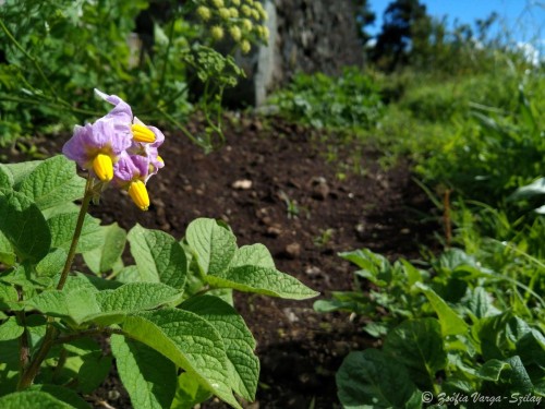 A burgonya gyönyörű virága