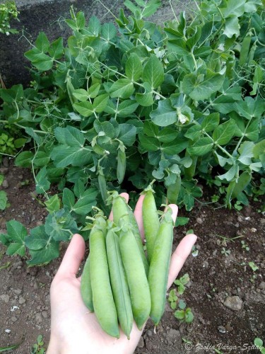 Zöldborsó szüret a konyhakertben