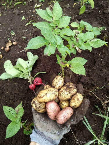 Retek és burgonya a konyhakertből