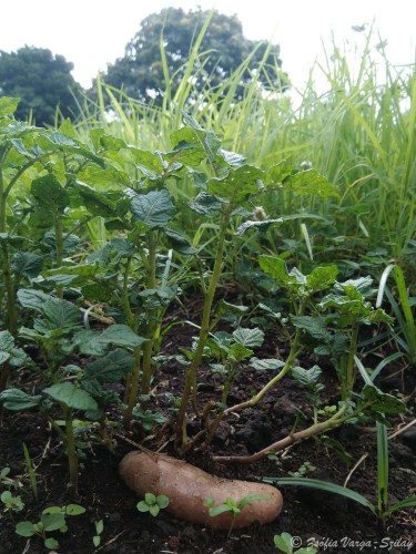 Életerős burgonyapalántám