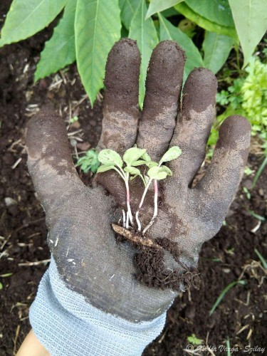 Az elvirágzott retek elszórt magjaiból új retekpalánták sarjadtak