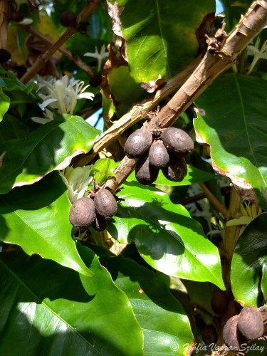  Coffee fruits