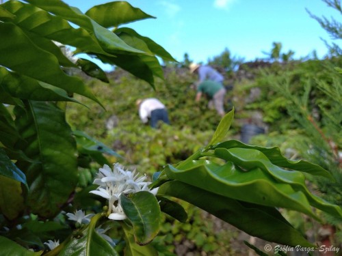 Blooming in the time of harvest